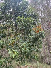 Auranticarpa rhombifolia