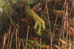 Phlegmariurus cryptomerinus