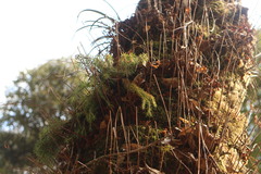 Phlegmariurus cryptomerinus