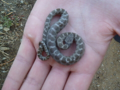 Hypsiglena ochrorhynchus klauberi