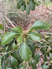 Auranticarpa rhombifolia