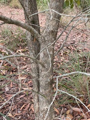 Auranticarpa rhombifolia