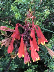 Blandfordia punicea