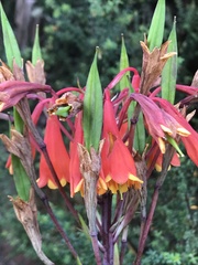 Blandfordia punicea