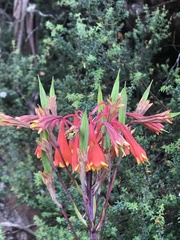 Blandfordia punicea