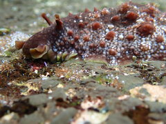 Dolabrifera brazieri