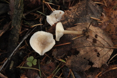 Clitocybe phyllophila