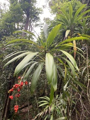 Cordyline petiolaris