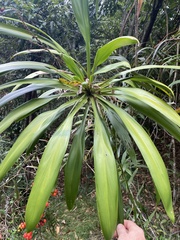 Cordyline petiolaris