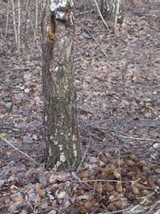 Dendrocopos major