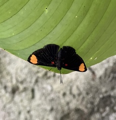 Melanis unxia