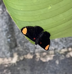 Melanis unxia