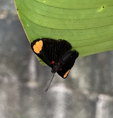 Melanis unxia