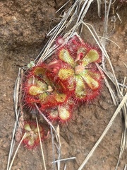 Drosera natalensis