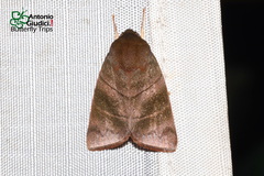 Calymera nitida