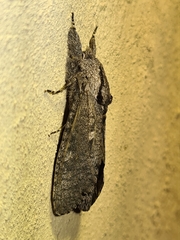 Xyleutini