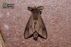 Amatissa leonina