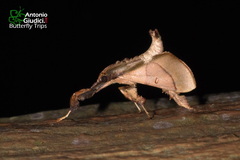Sacada