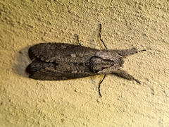Xyleutini