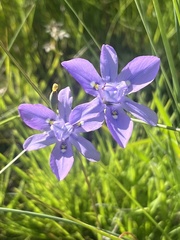 Moraea inclinata