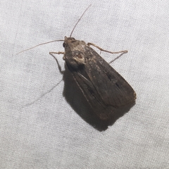 Agrotis infusa