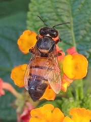 Apis mellifera