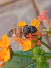 Apis mellifera