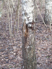 Dendrocopos major