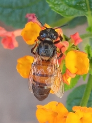 Apis mellifera