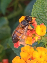 Apis mellifera