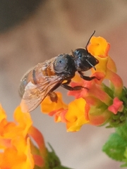 Apis mellifera