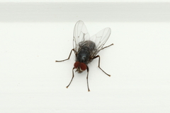 Muscidae