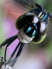 Agrionoptera insignis