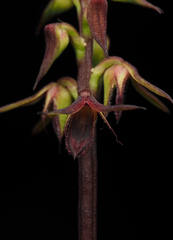 Genoplesium filiforme