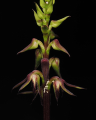 Genoplesium filiforme