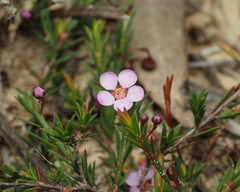 Euryomyrtus ramosissima ramosissima