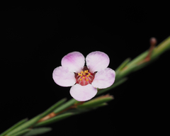Euryomyrtus ramosissima ramosissima