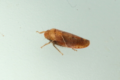 Curtara
