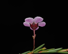 Euryomyrtus ramosissima ramosissima