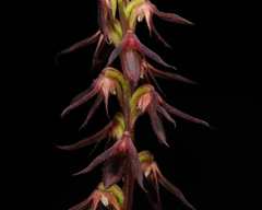 Genoplesium filiforme