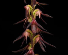 Genoplesium filiforme