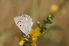 Polyommatus atlantica