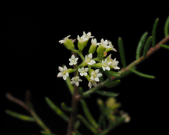 Platysace ericoides