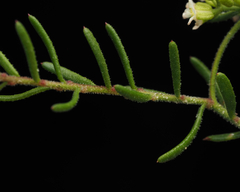 Platysace ericoides