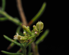Platysace ericoides