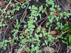 Veronica hederifolia