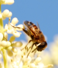 Phytomia