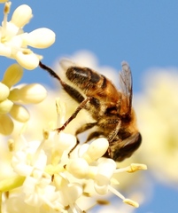 Phytomia