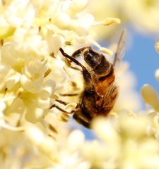 Phytomia