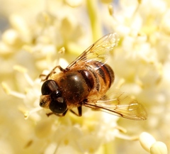 Phytomia